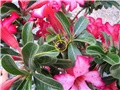 Adenium obesum